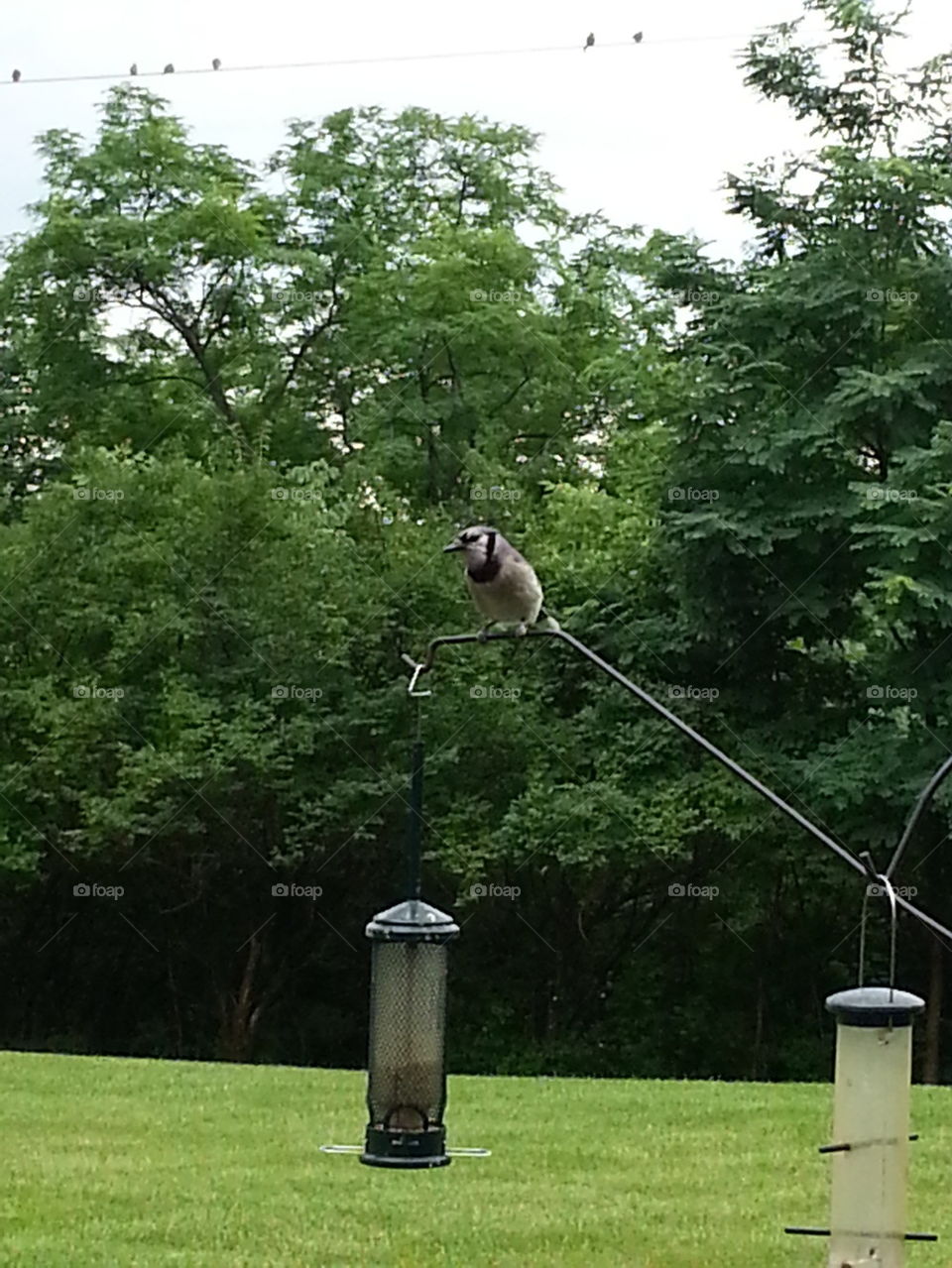 Blue Jay