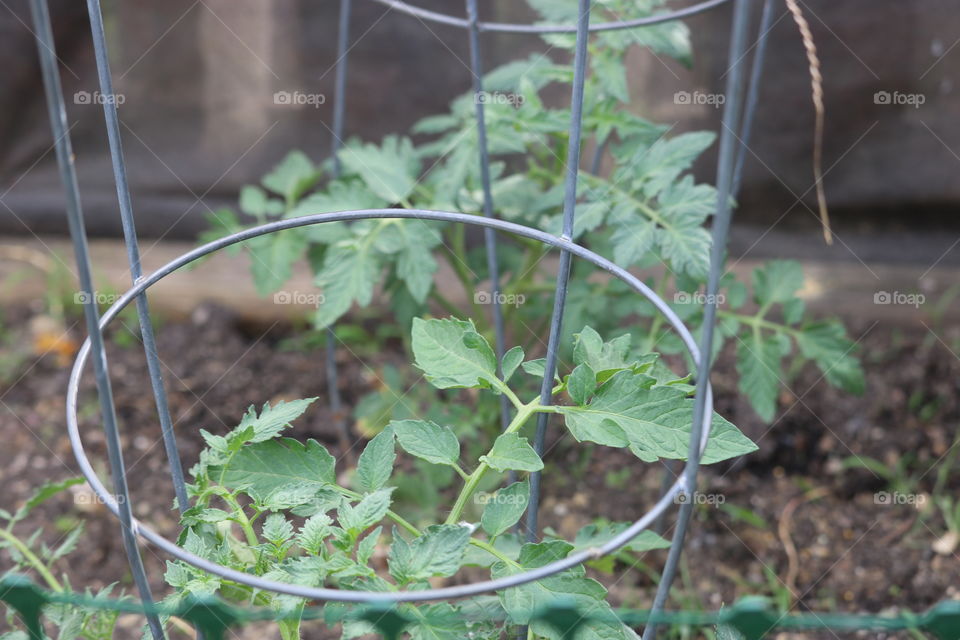 Tomato plant 