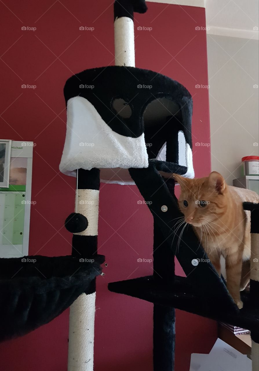 schwarz-weißer Katzenbaum🐱🧡