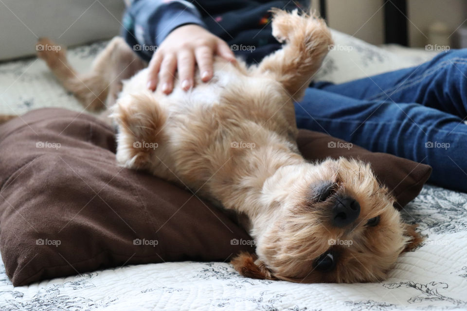 Yorkie Terrier laying on his back, enjoying a belly rub