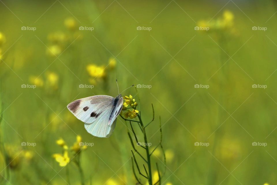 Beautiful and cute butterfly