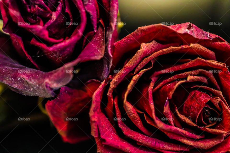 Close up of two dried dead red roses showing the fragility of life, gothic in appearance 