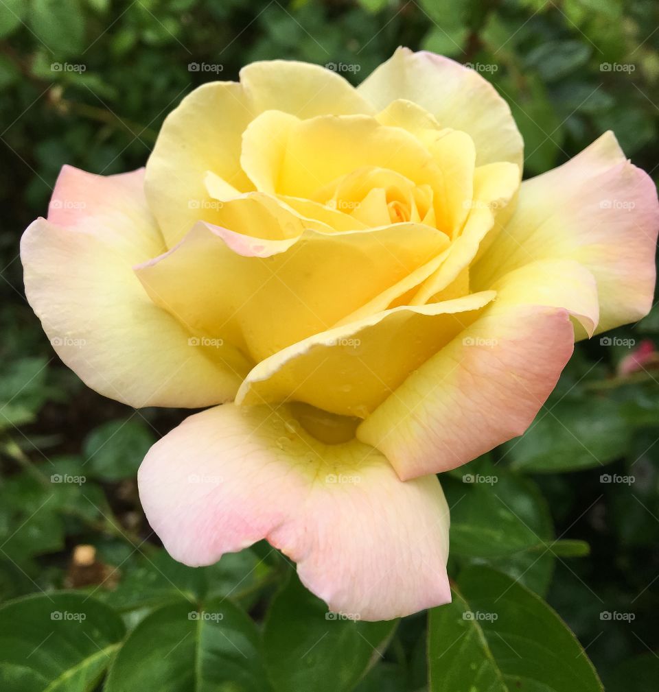 A yellow and pink rose