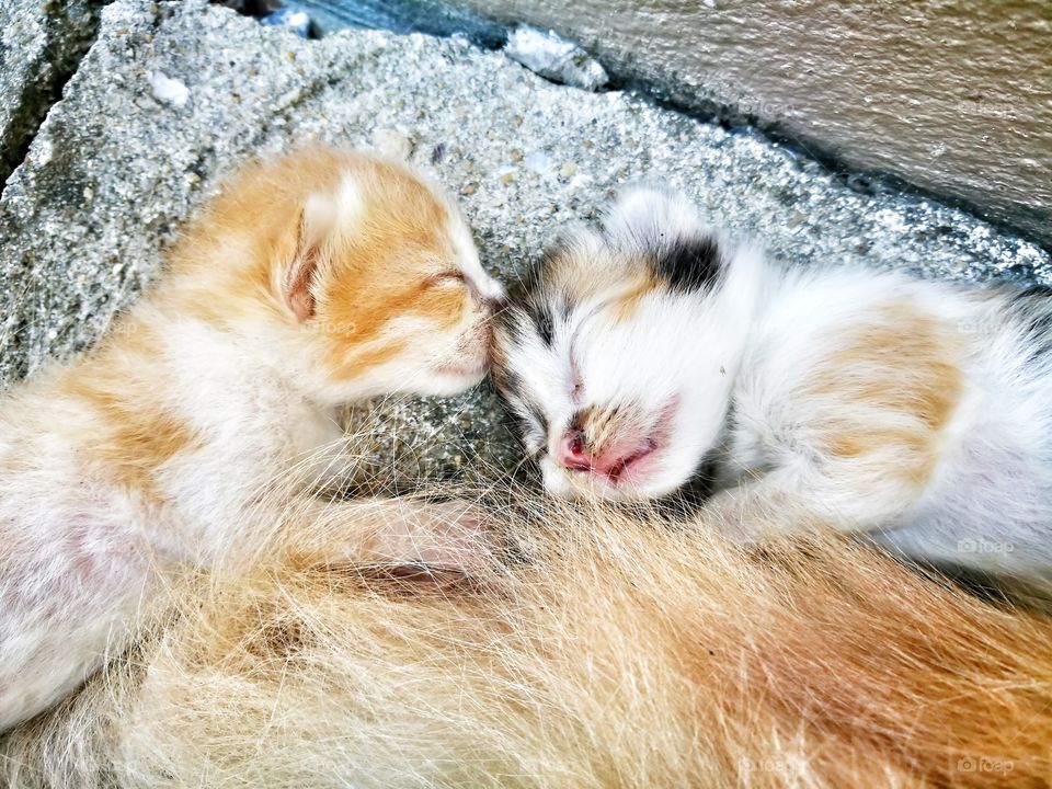 Close-up of kittens sleeping