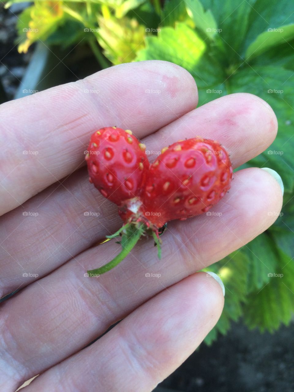Heartshaped strawberry 