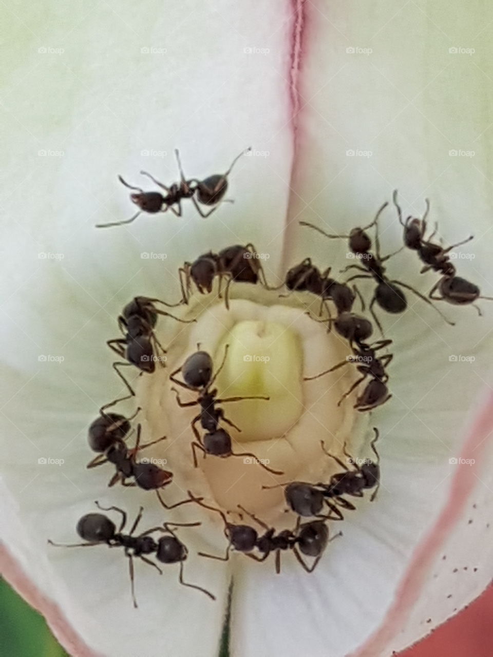 Ants at work, harvesting nectar.