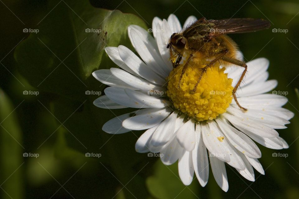 Bee on the white flower