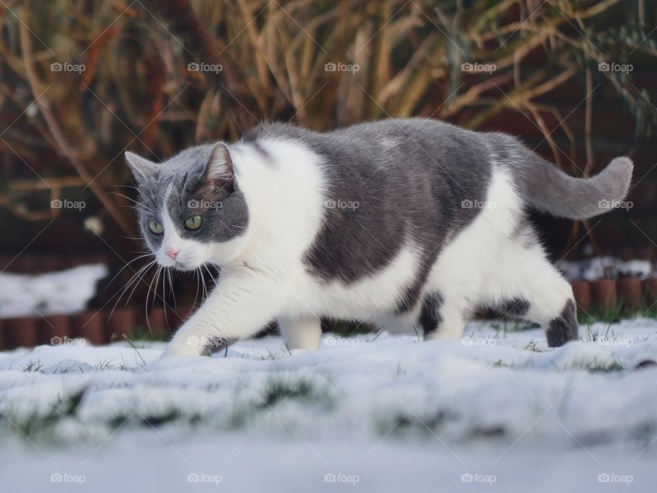 Cat goes through snow