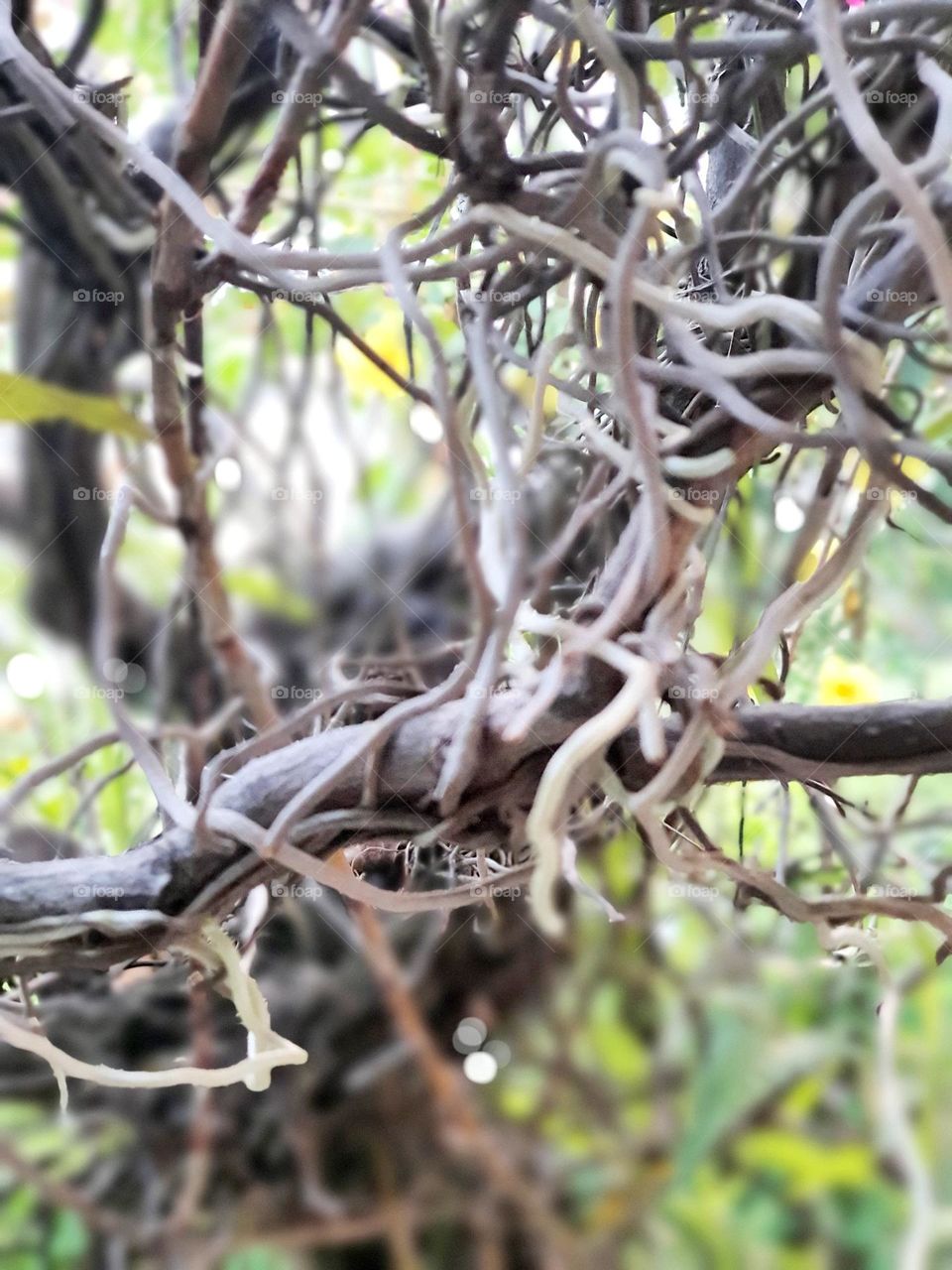 Roots of Climbing Orchids on Bougenvilla