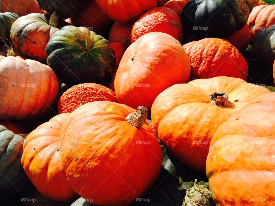 View of bright orange pumpkins outdoors