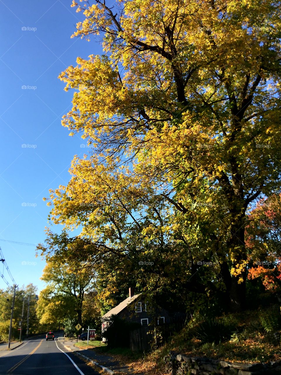 Early Fall Tree in New England, blue sky, house on windy road.