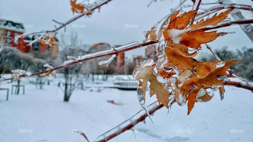 Took this shit when i went for a walk. It was an ice rain prior to this walk.