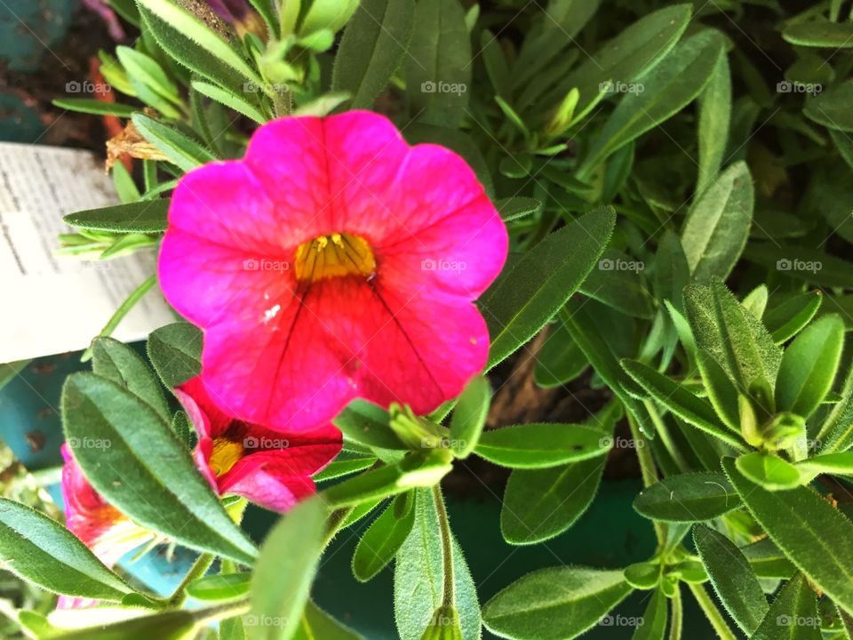 Linda flor color rosa