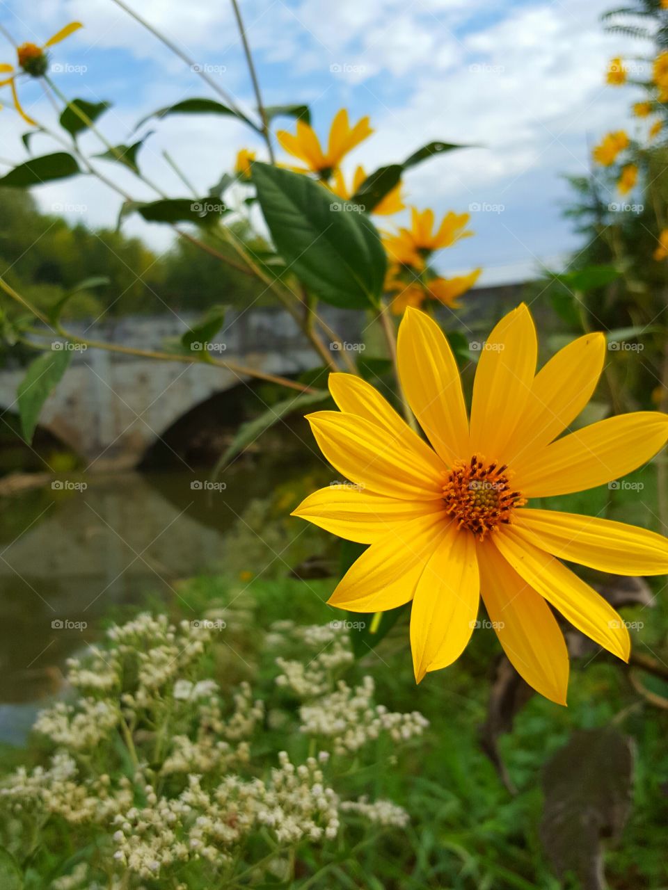 Close-up of yellow flower