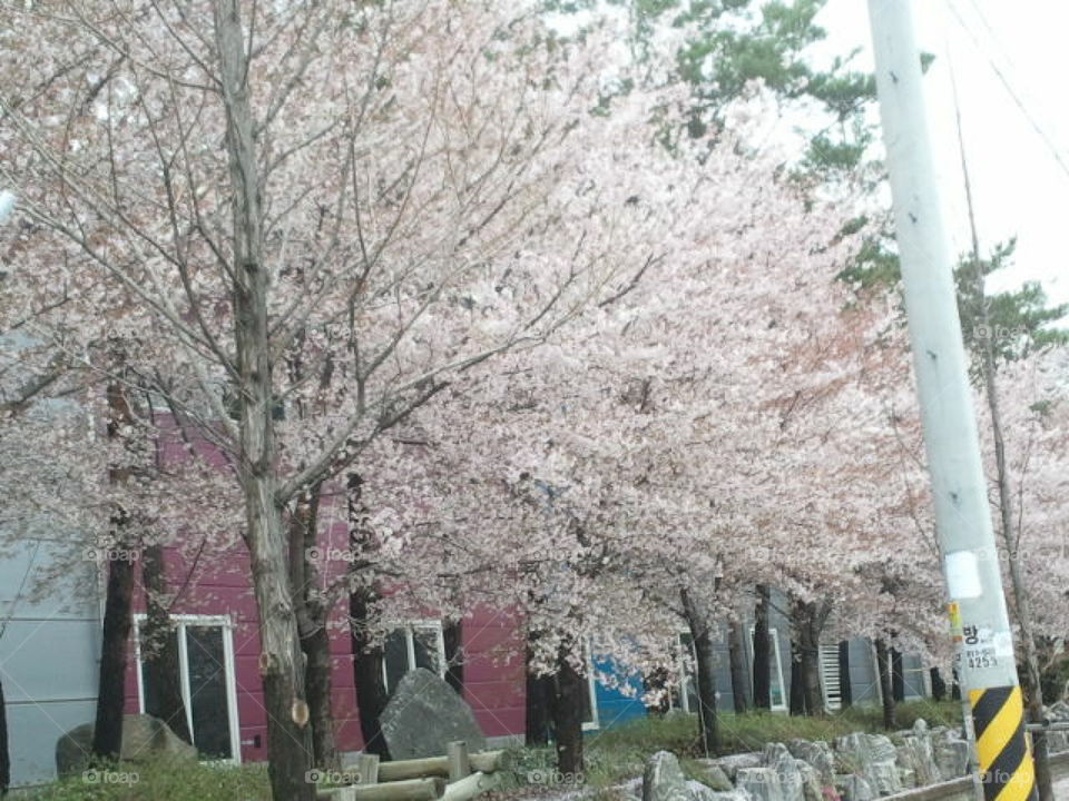 Beautiful flowers trees in Korea