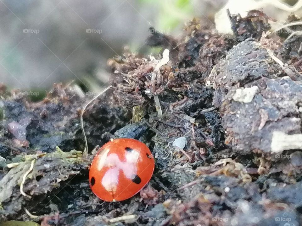 Ladybug