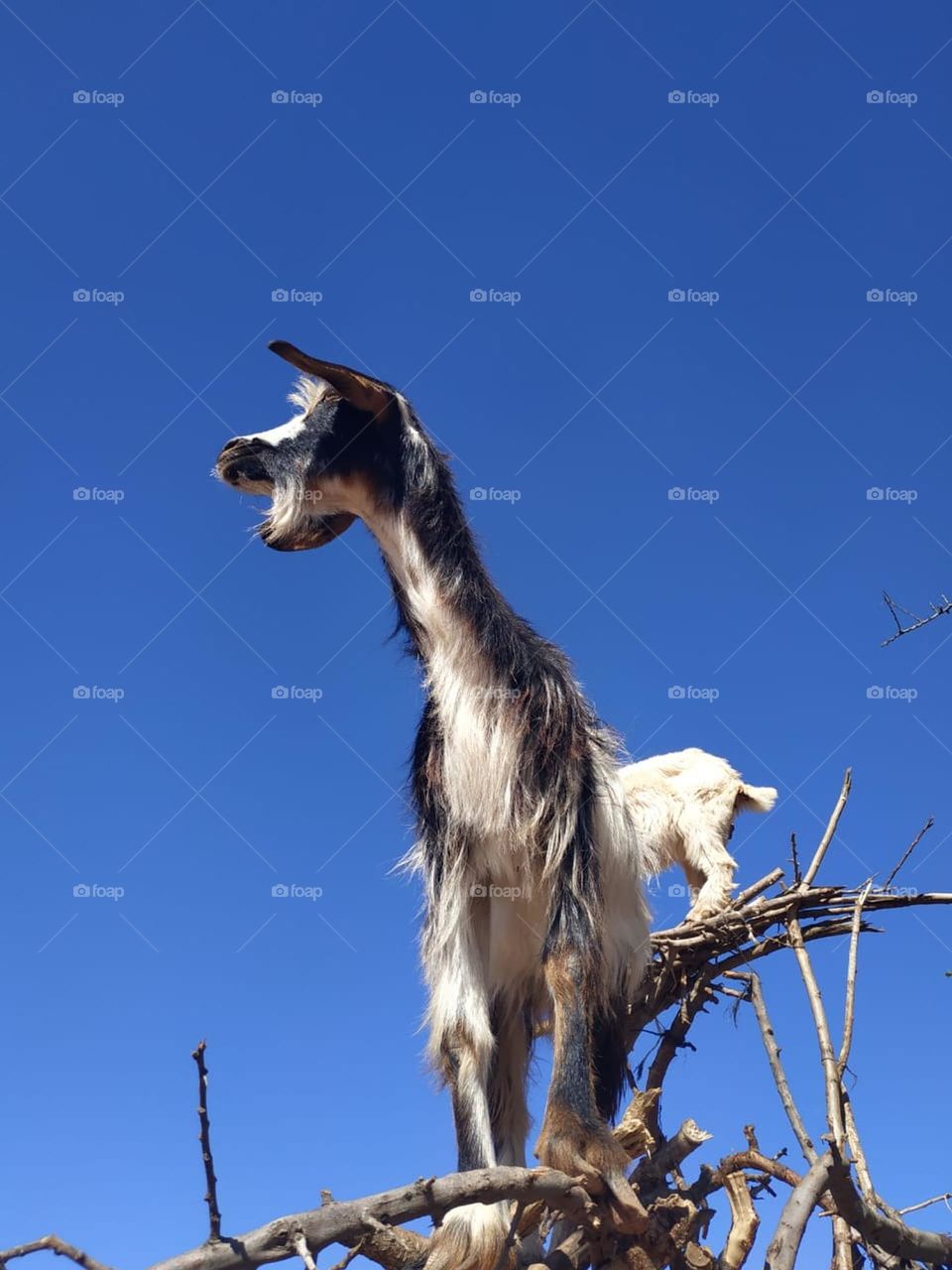 Beautiful goats on argania spinosa at essaouira City in Morocco.