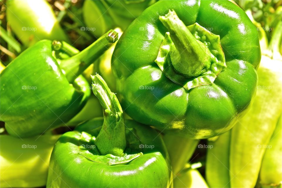 Homegrown Garden Peppers