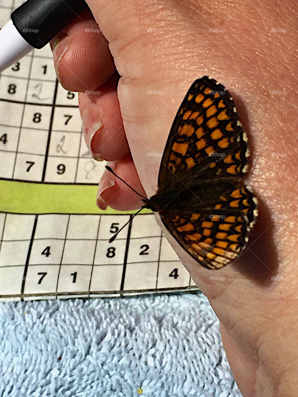 Butterfly sitting on the hand! 