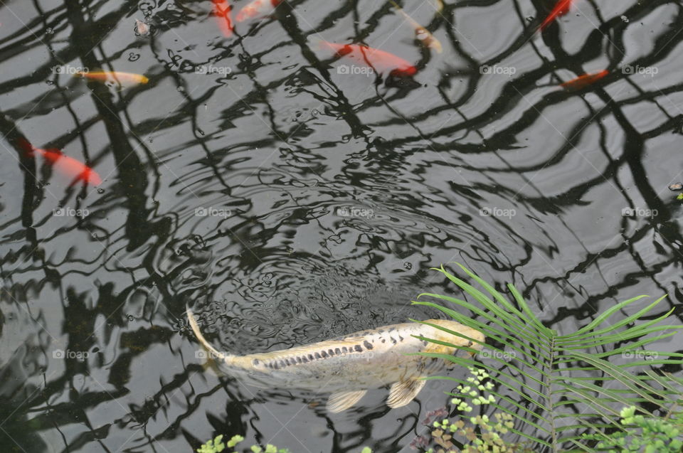 Koi fish