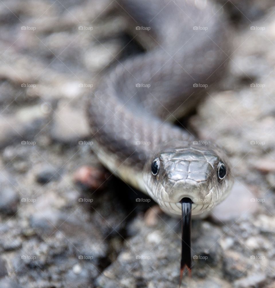 Black snake with its tongue out