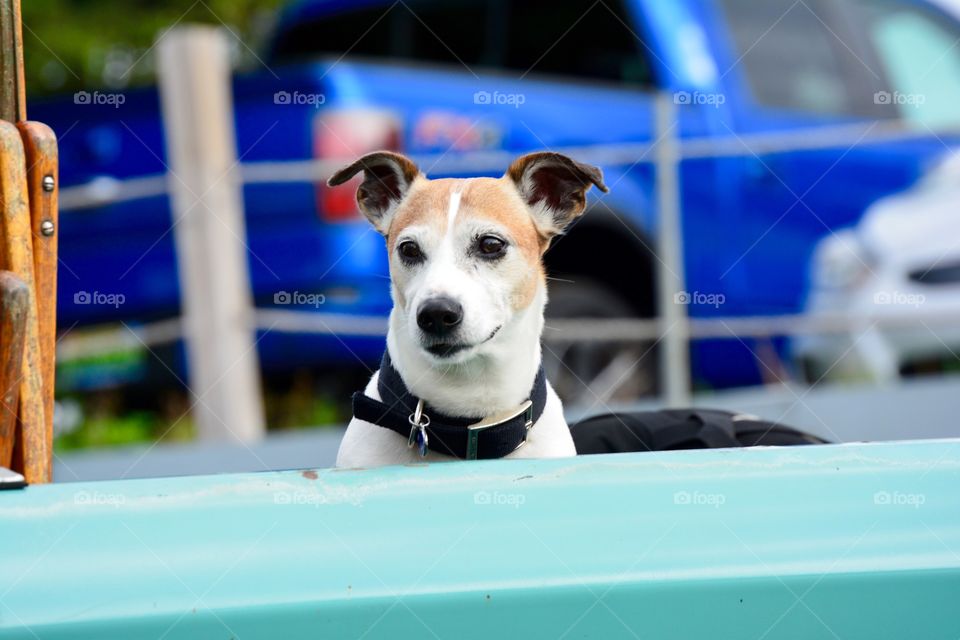 Dog in the truck