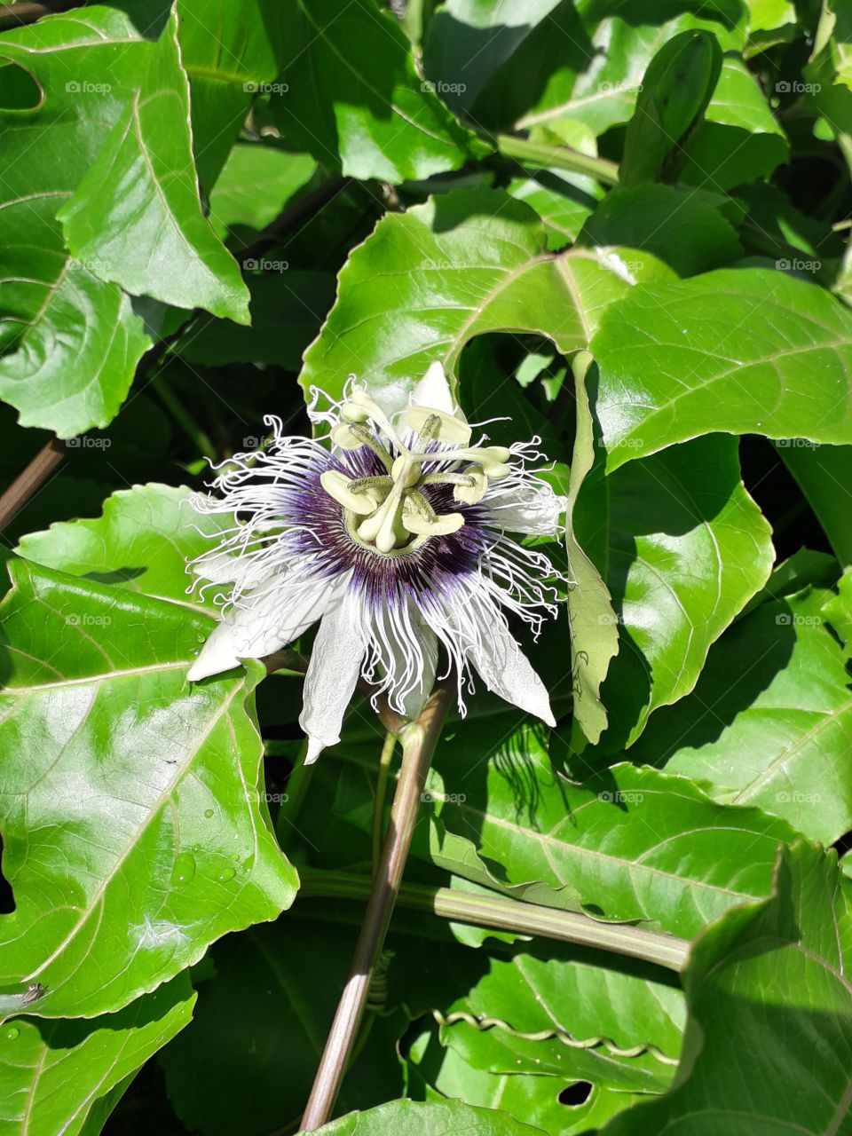 Passion fruit flower