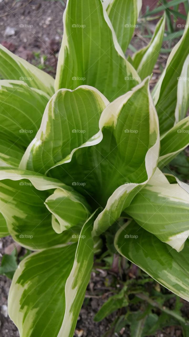 hostas. popping up after the cold winter