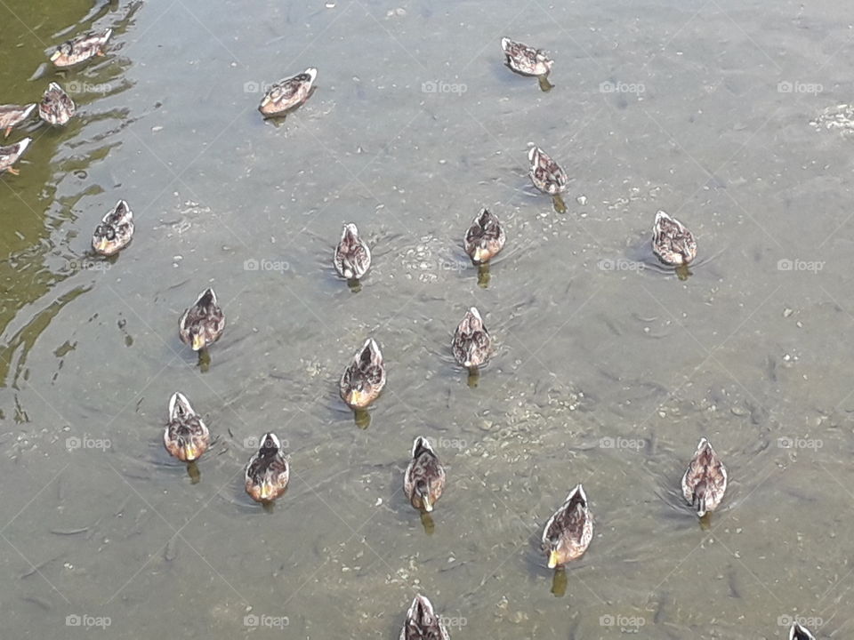 ducks