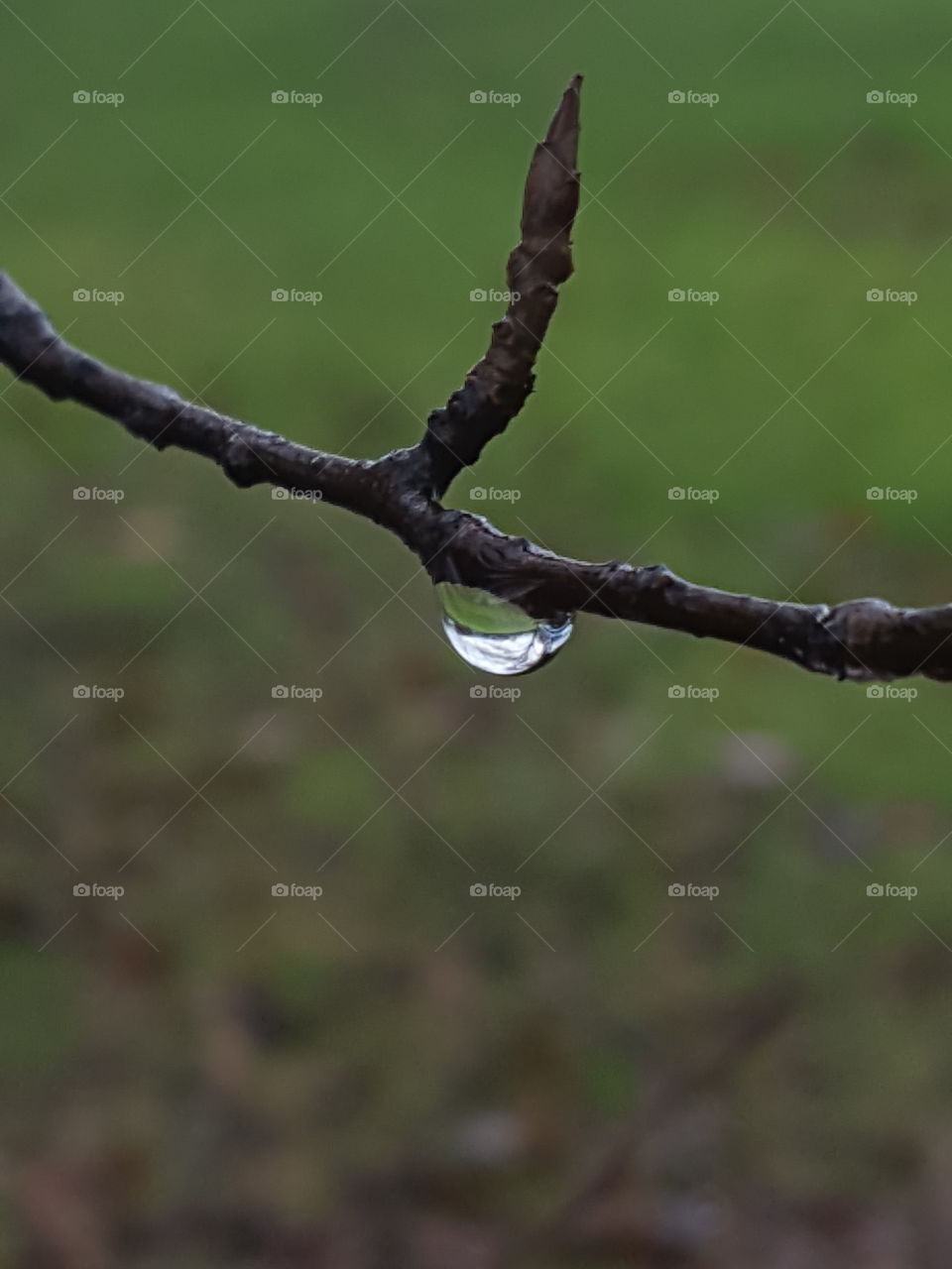 raindrop