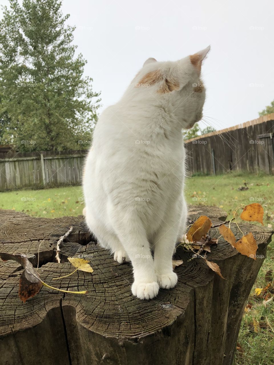 Cute cat on stump enjoying cool fall day