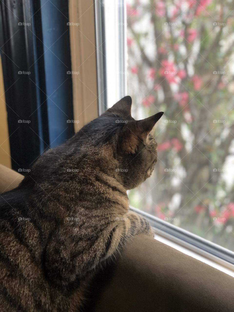 Cat looking at flowers our window 