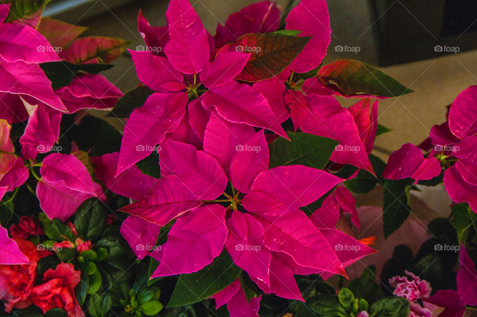 Red flowers