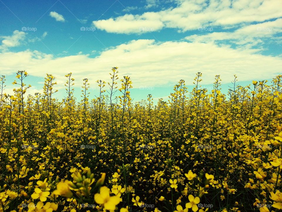 Canola and Clouds 