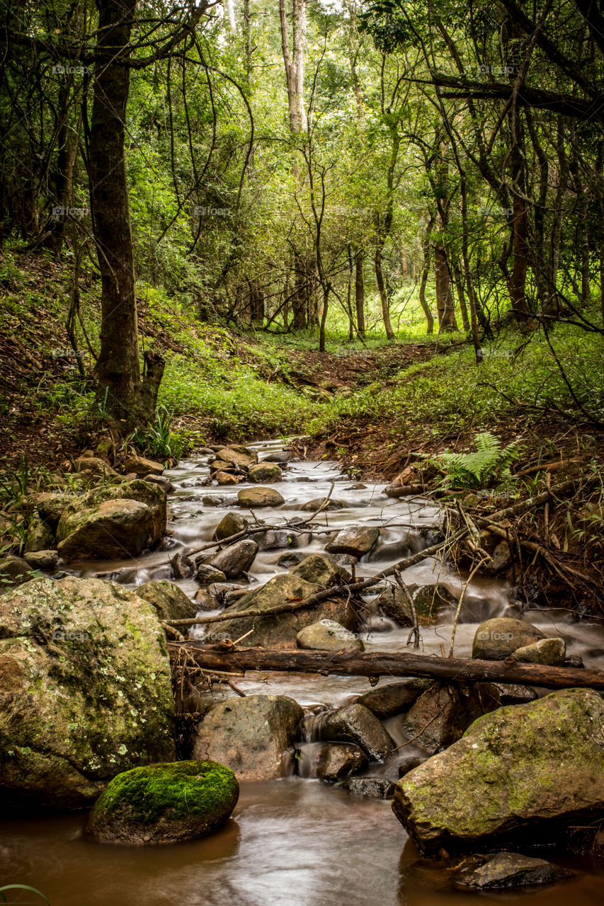 stream running through a forrest