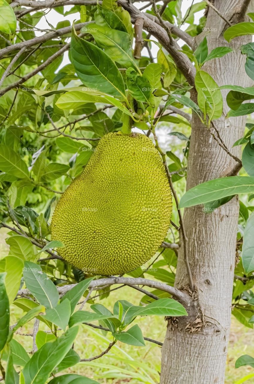 Jackfruit On Tree