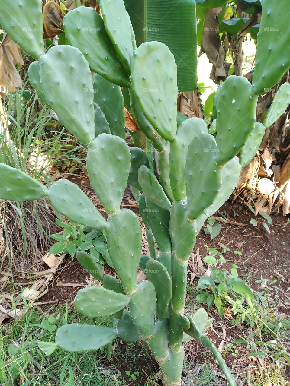 nopal tree