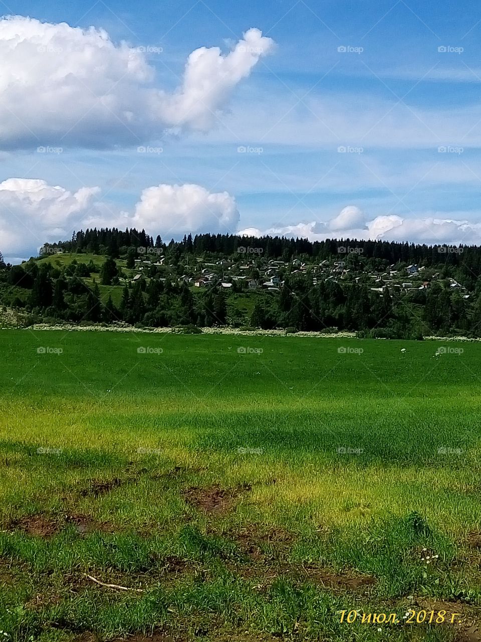 поле.деревня.озимые.рожь.зеленый.небо.