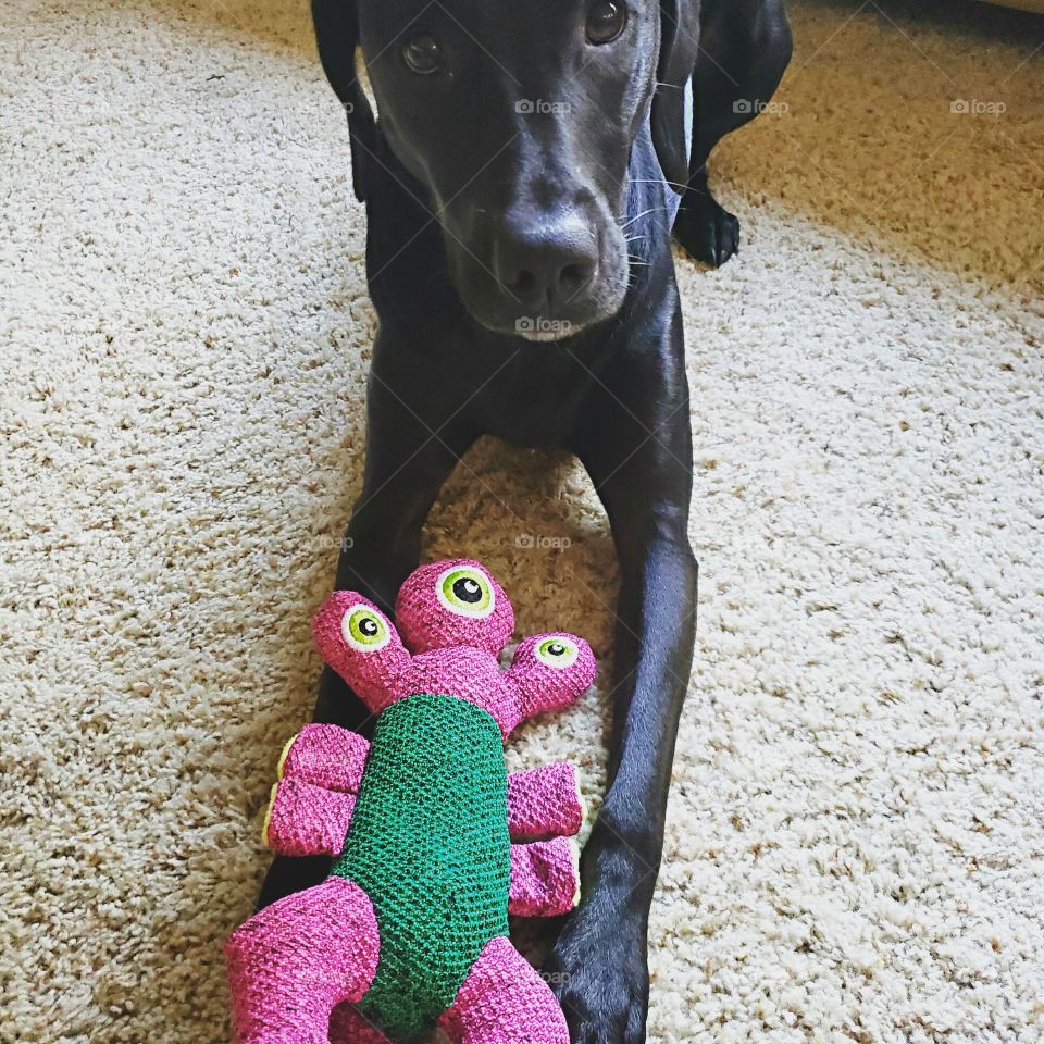 Labrador retriever with Birthday toy
