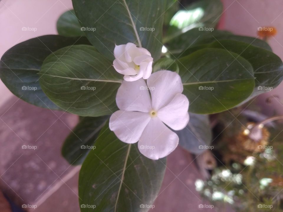 périwinkle white flower looks very beautiful generally found everywhere fresh seasonal looking very beautiful