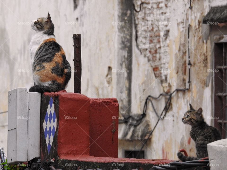 Cats on a roof