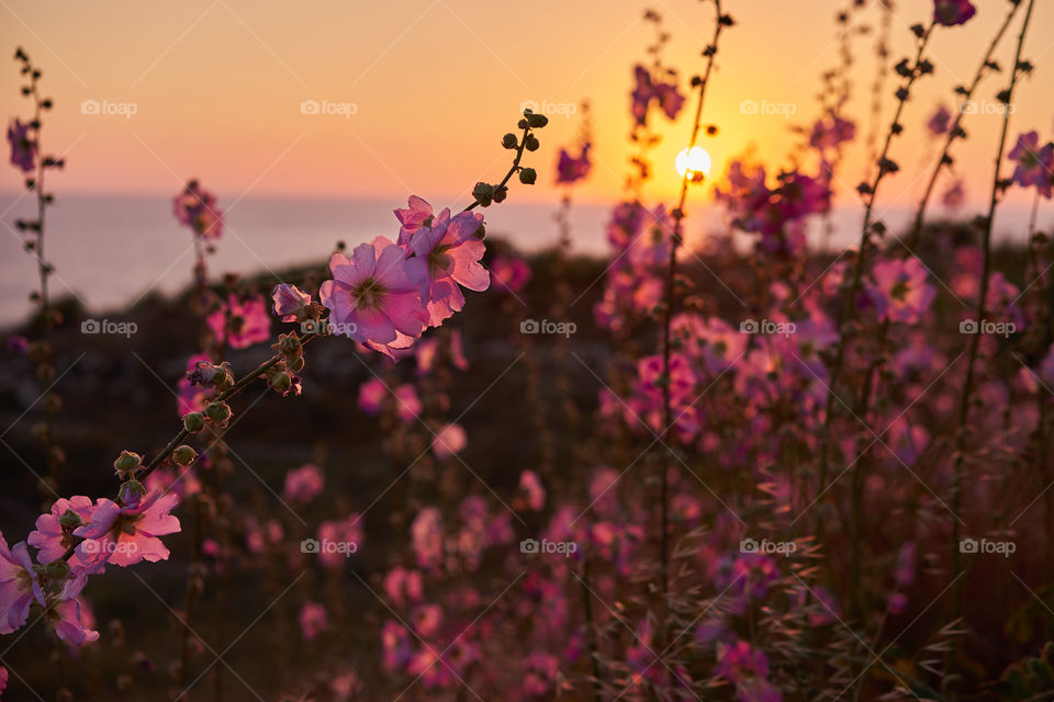 Pink flowers of mallow in the sunset. 