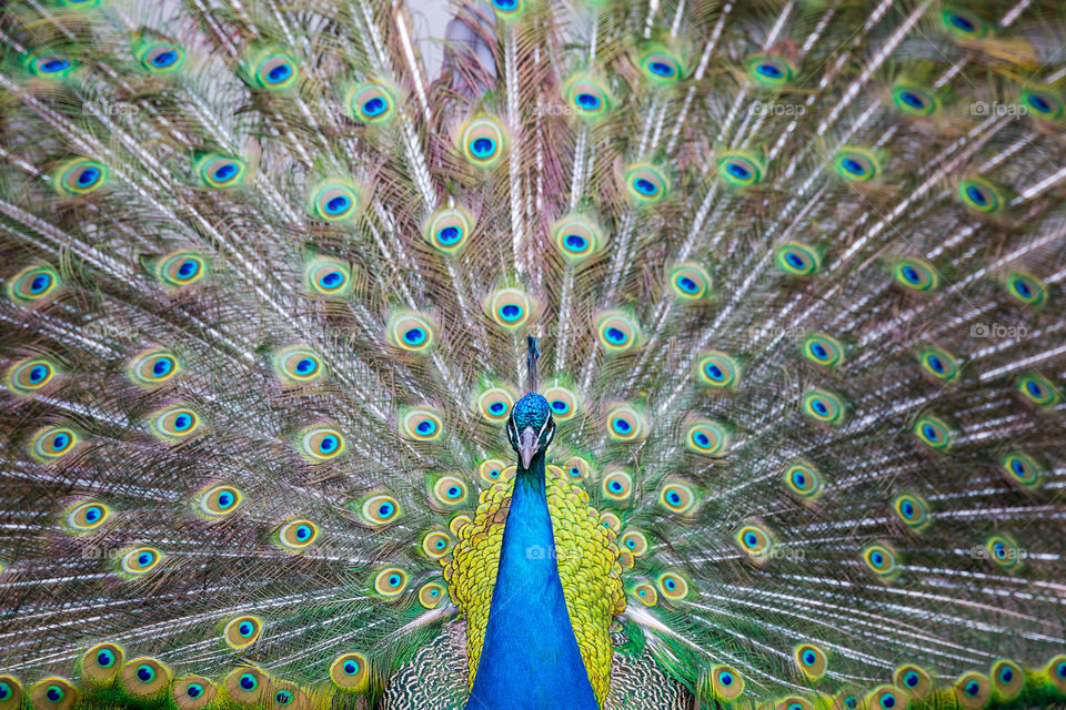 Color definitely wins in this image of a male peacock showing off his feathers. The perfect balance of colors are almost surreal and so perfect only in nature. Love the details on the body and feathers.