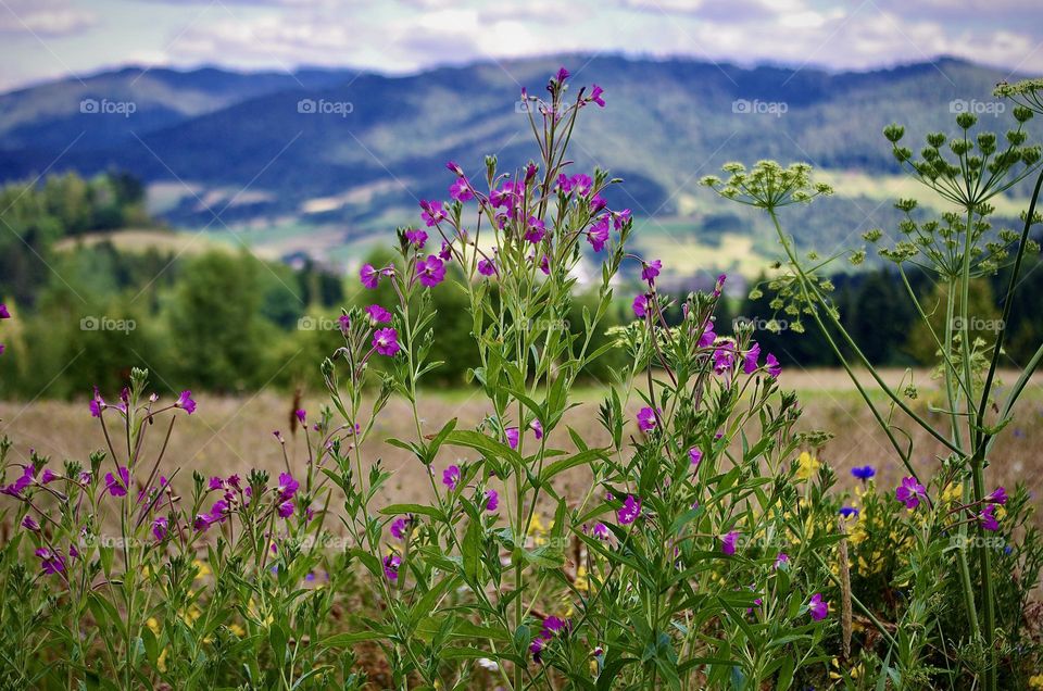 Wild flowers 🌺 in mountains ⛰ 