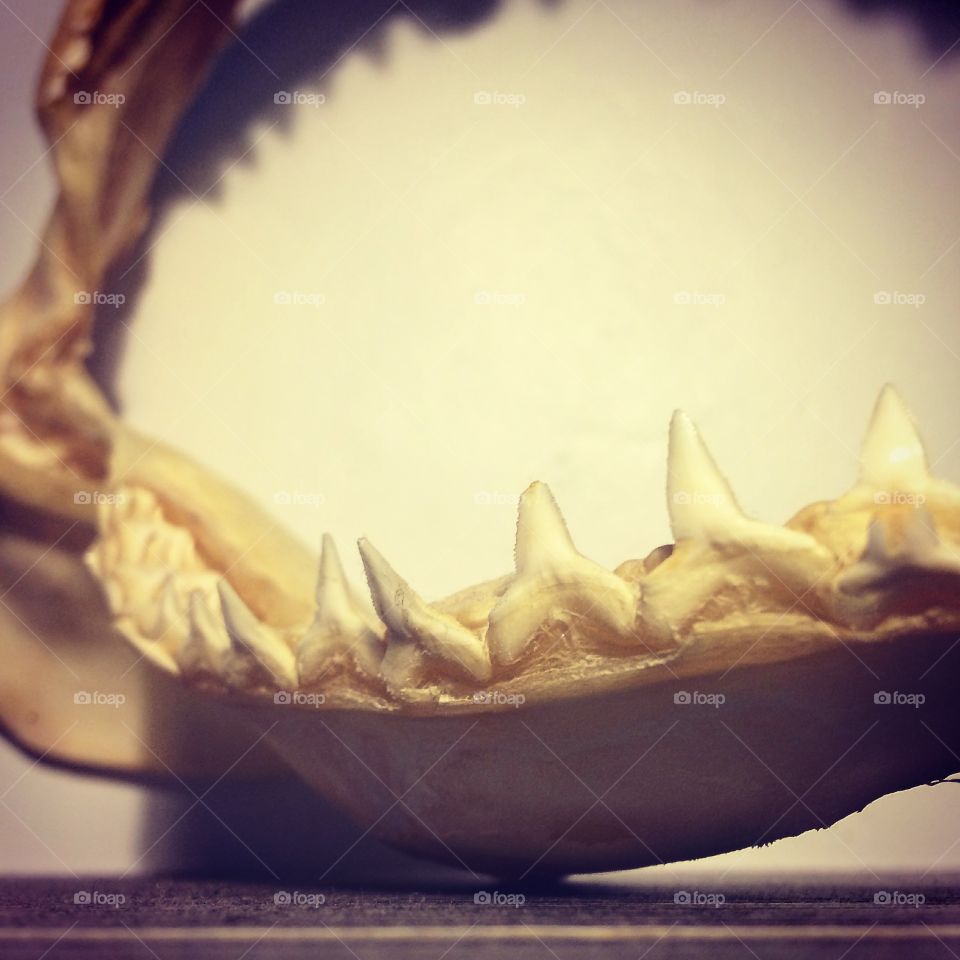 Sharks Teeth