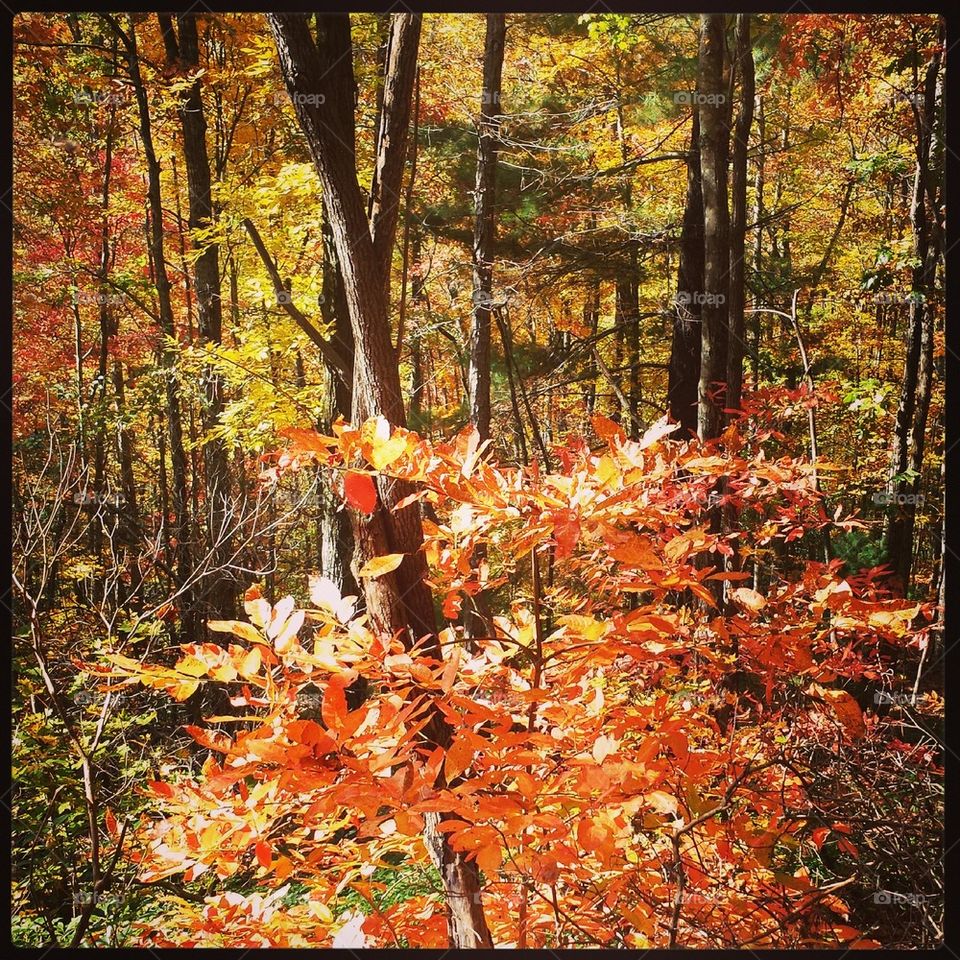 Rainbow Falls Trail