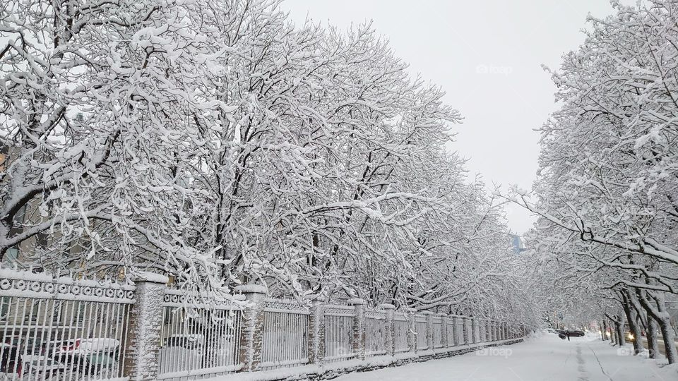 Winter day ❄️ Trees in the snow❄️