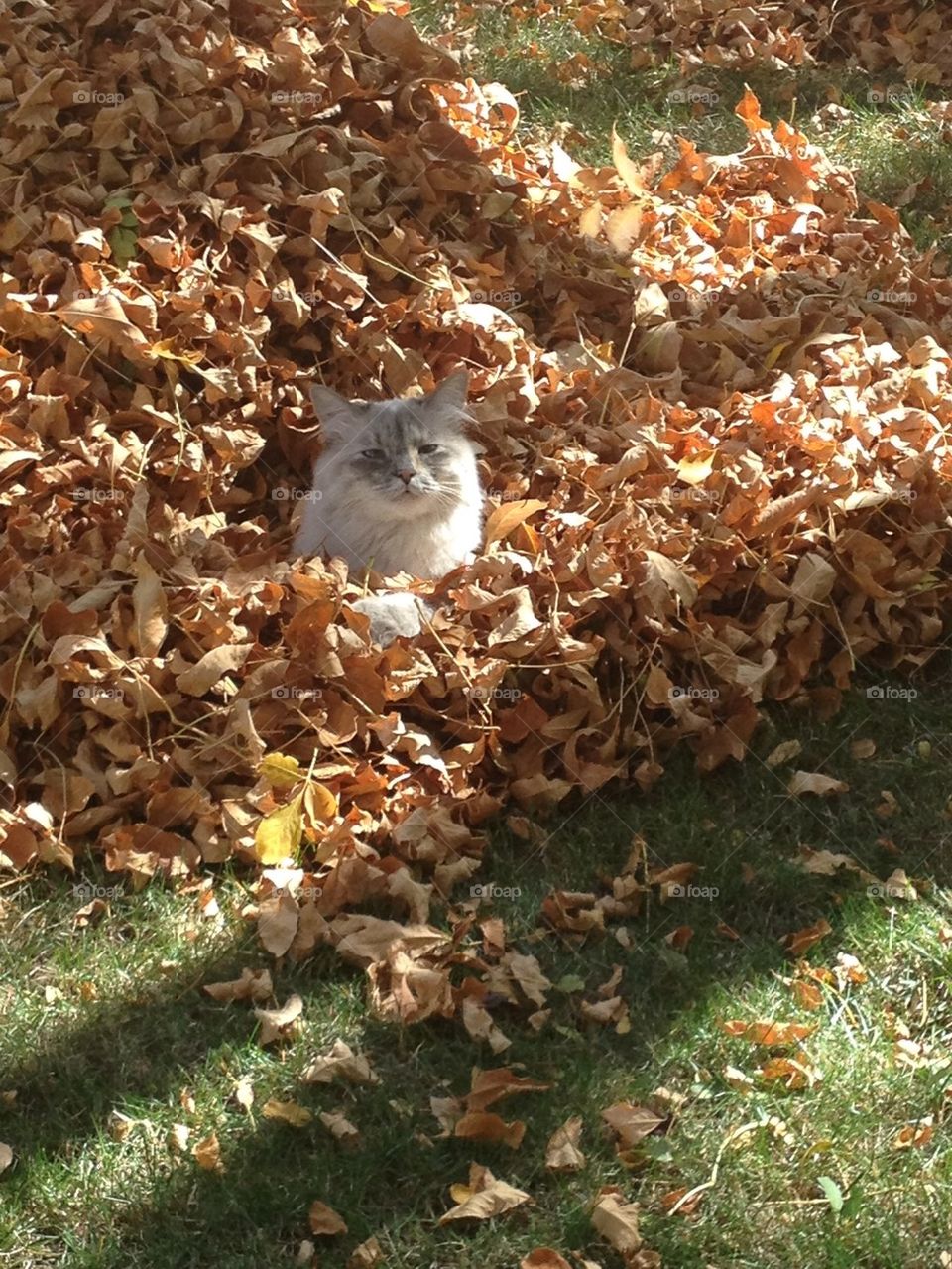 Cat in the Leaf Pile