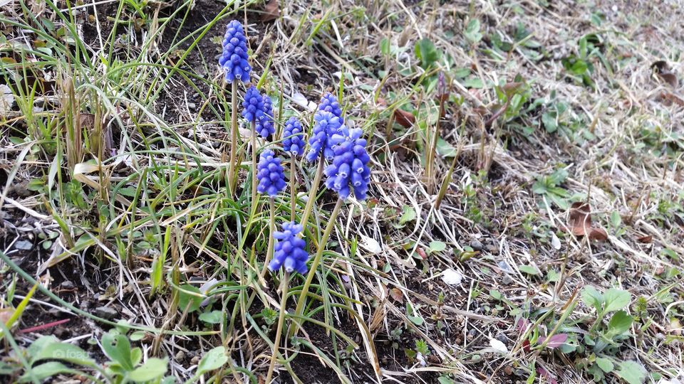 grape hyacinth