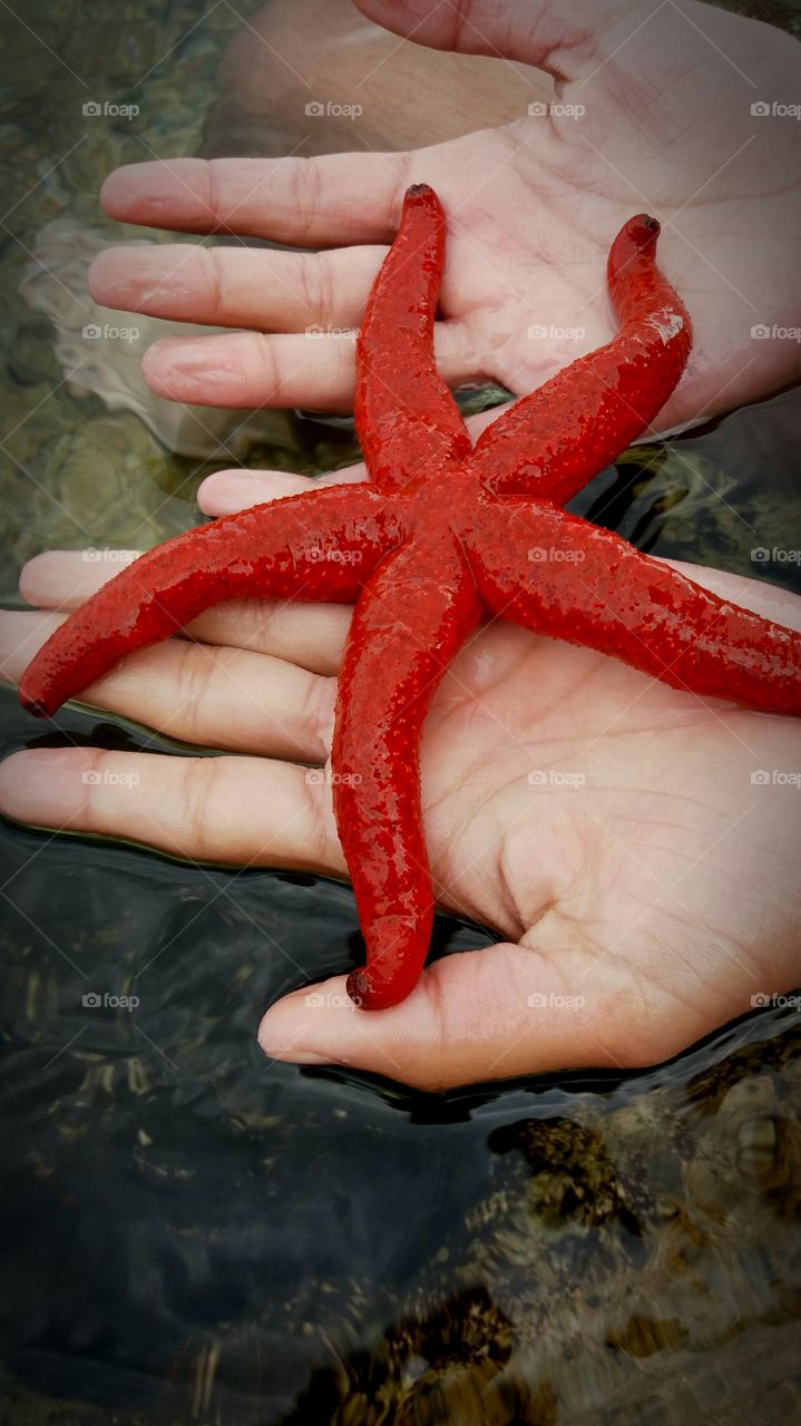 Seastar